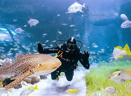 The National Aquarium Abu Dhabi Tour